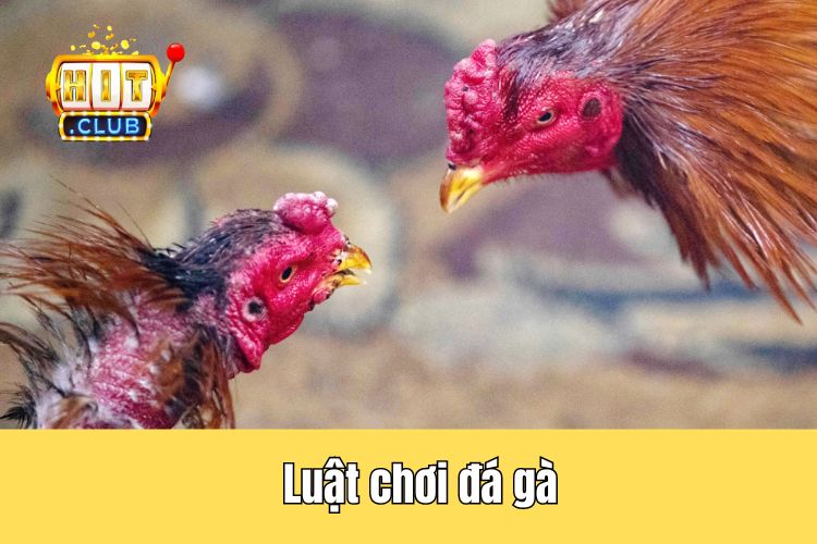 Luật chơi đá gà