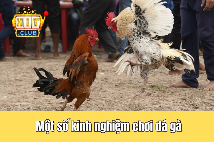 Một số kinh nghiệm chơi đá gà dễ ăn dễ trúng